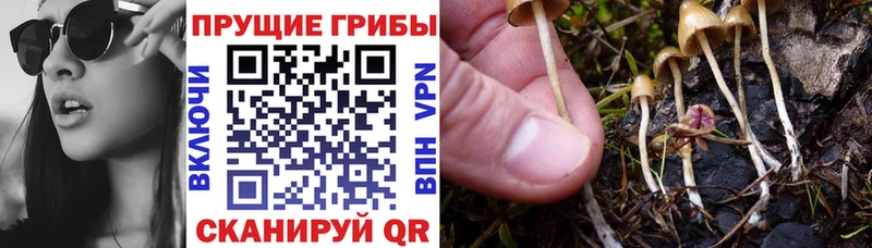 Галлюциногенные грибы Cubensis  Дигора 